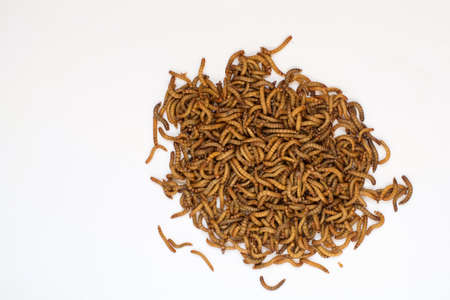Worms, Meal worms. larvae of the beetle Tenebrio molitor.の写真素材
