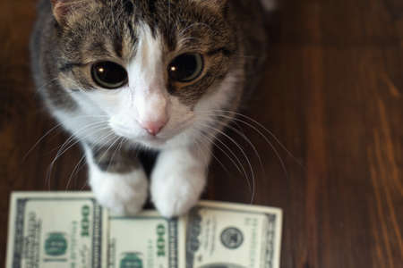 Adorable cat holds dollar banknotes with her paws and looks into the camera with her big eyes.の写真素材