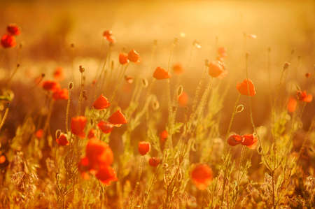 Beautiful field of red poppies in the sunset lightの写真素材