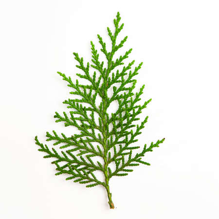 palm leaves isolated on white background. Top view.の写真素材