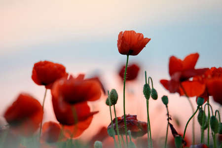Beautiful field of red poppies in the sunset light