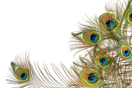 Peacock feathers on white background with copy space.