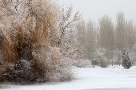the snow on the trees near the frozen pond in the Park in the morning.の写真素材
