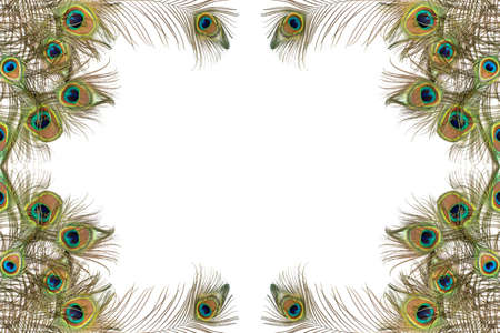 Peacock feathers on white background with copy space.の写真素材