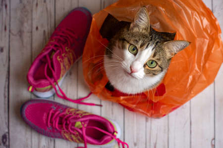 Cute cat in a plastic shopping bag with pink sport shoes. Top view.の写真素材