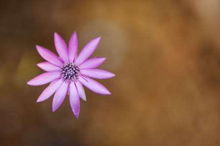 lilac flower on a brown background.の写真素材