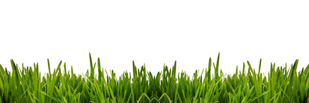 Fresh green grass as border on the lower side of the horizontal frame in a seamless empty white background.の写真素材