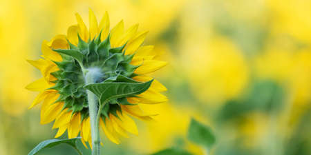 Beautiful blooming sunflower fields. With copy space.の写真素材