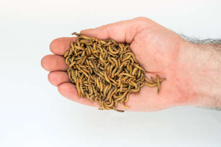 Worms, Meal worms. larvae of the beetle Tenebrio molitor in man's hand.の写真素材