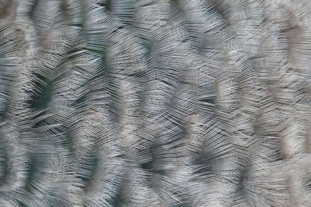 Beautiful abstract background consisting of the feather bird.