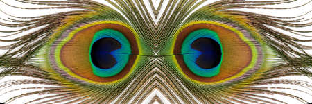 Beautiful exotic peacock feathers on white background. Close up.の写真素材