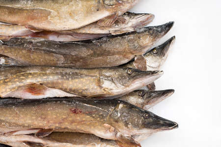 frozen pike isolated on white background.