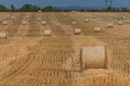 Agriculture farm field haystacks landscape. Haystacks harvest on agriculture farm fields. Farm field...