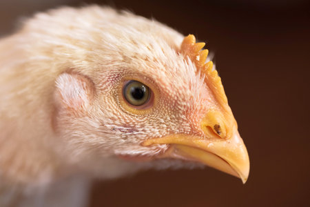 Portrait of a white broiler chicken. Chicken Head close up.の写真素材