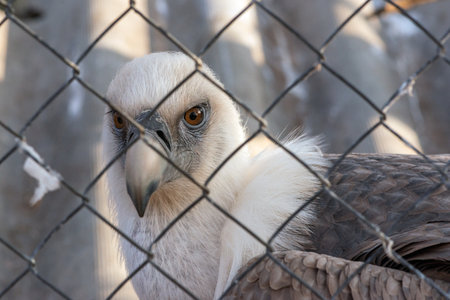 Brown Vulture Gyps fulvus. A bird in a zoo is behind bars.