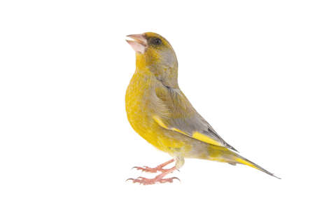 Greenfinch isolated on a white background. Carduelis chloris.の写真素材