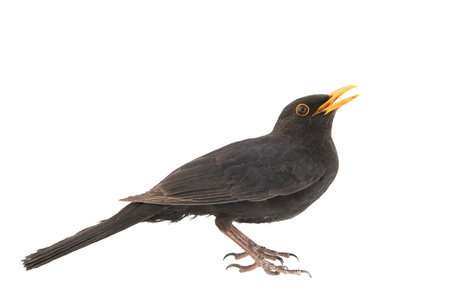 Side view of a blackbird, isolated on white background. Turdus merula. Blackbird songbird.の写真素材