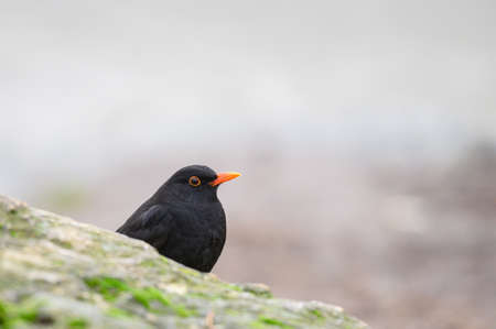 Common blackbird Turdus merula in the wild. close up.の写真素材
