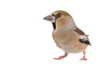 Male Hawfinch Coccothraustes coccothraustes, cut out, with white background.の写真素材