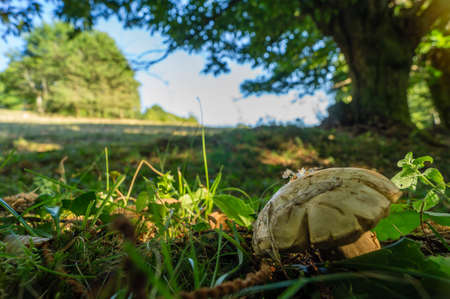 A cep at the limit of the forest and meadowの写真素材