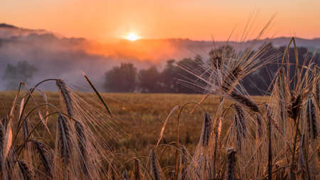 Sunset in the Champagne region, Franceの写真素材