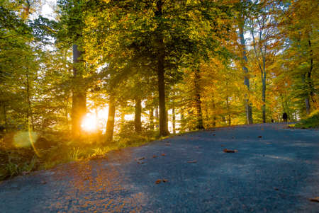 Forest colors and sun lighting the path in autumn in Lausanneの写真素材