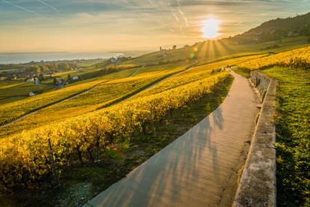 Panorama of vineyards and Geneva lake close to Aubonne in Switzerlandの写真素材