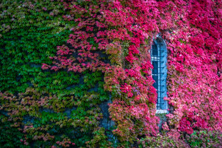 Green and red leaves on the wall of the Sassenage castle in France in the autumnのeditorial素材