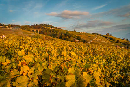 Sunset over geneva lake and vineyards in Lutry, close to Lausanne, with yellow autumn colorsの写真素材
