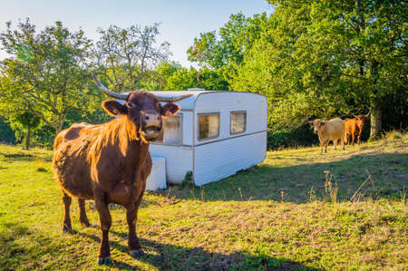 A cow mooing close to a caravan in a camping at the farmの写真素材