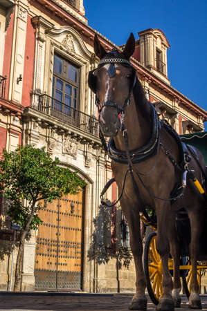 Horse carriage in Sevilla in Spain in the summerの写真素材