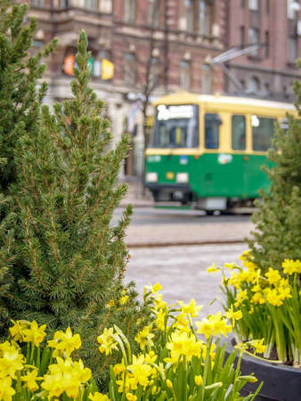 Tramway and daffodil flowers in Helsinki in springの写真素材
