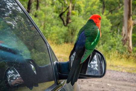Australian King-Parrot Alisterus scapularis parrot bird standing on the mirror of a carの写真素材