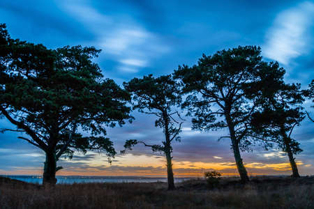 Australian trees with sunset in the background in Victoria