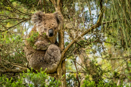 Australian koala resting in a tree in the afternoon in the summerの写真素材