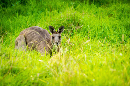Kangaroo hiding in the grass in Victoria, Australia