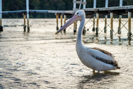 Close up shot of an Australian pelican Pelecanus conspicillatus at sunset in Australiaの写真素材