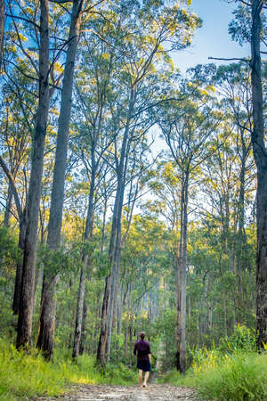 Gigantic tall trees in the forests of Australiaの写真素材