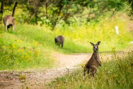 Young kangaroo eating on a trail in Australiaの写真素材
