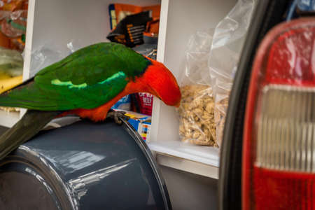 Australian King-Parrot Alisterus scapularis stealing food from the back of a carのeditorial素材