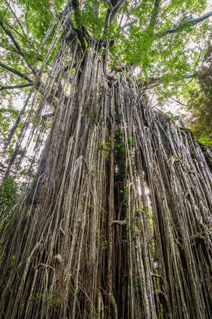 Creepers on a curtain fig tree in Australiaの写真素材