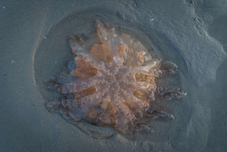 close up shot of jelly fish or medusa stranded on the beachの写真素材