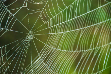 Cobweb in the forest 