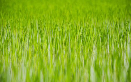 Green rice fieldの写真素材