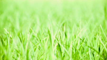 Fields of green の写真素材