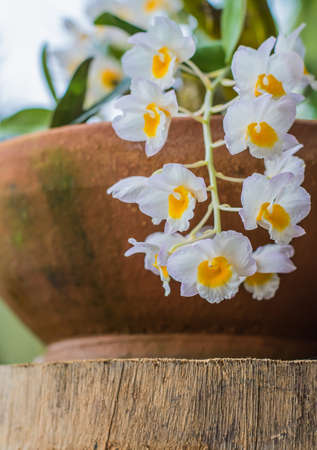 Dendrobium farmeri Paxton à¹à¸¥à¸° Dendrobium  palpebrae Lindl.の写真素材