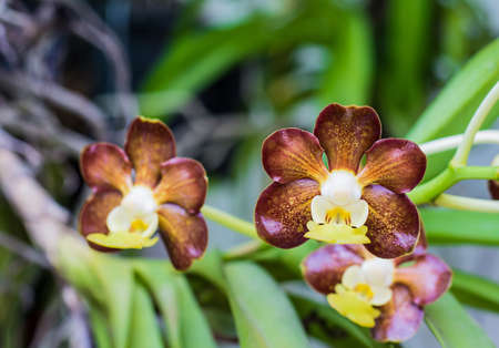 Close up of vanda brunnea orchid flowers,Thailand