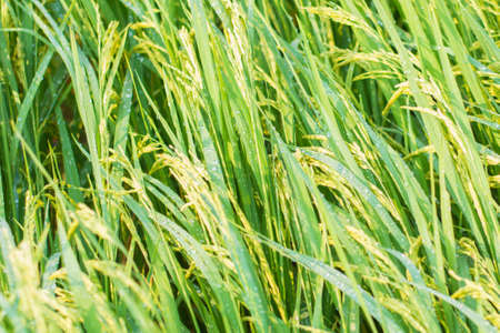 Closeup ear of rice in rice field の写真素材