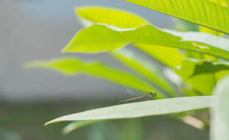 Dragonfly on frangipani leaf の写真素材
