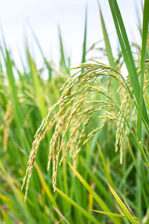 Rice spike in rice field.の写真素材